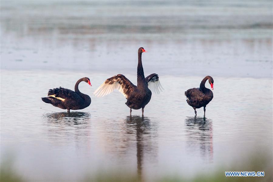 #CHINA-NATURE-ANIMAL (CN)