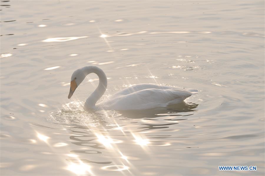 CHINA-SHANXI-WINTER-SWAN (CN)