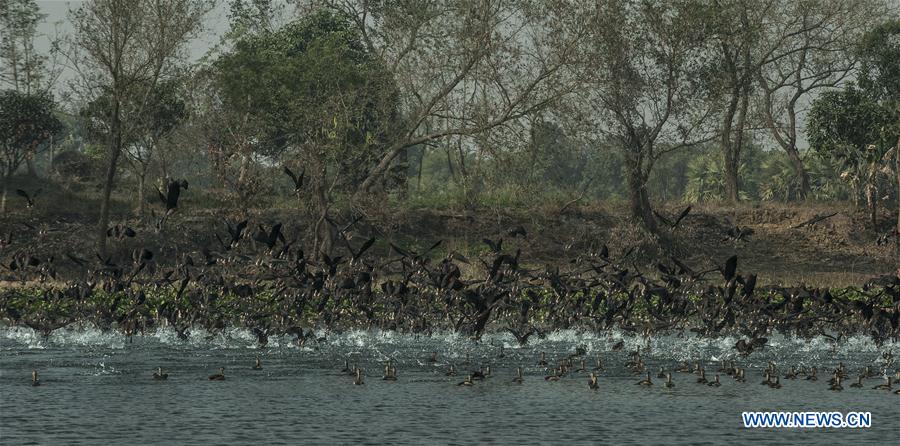 INDIA-KOLKATA-MIGRATORY BIRDS