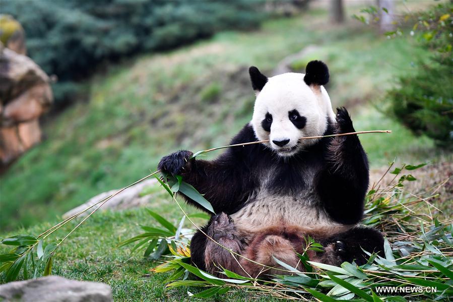 FRANCE-SAINT-AIGNAN-ZOOPARC DE BEAUVAL-PANDA BABY-YUAN MENG