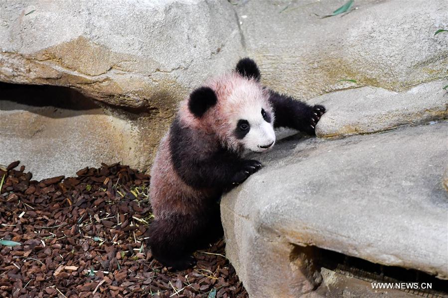 FRANCE-SAINT-AIGNAN-ZOOPARC DE BEAUVAL-PANDA BABY-YUAN MENG