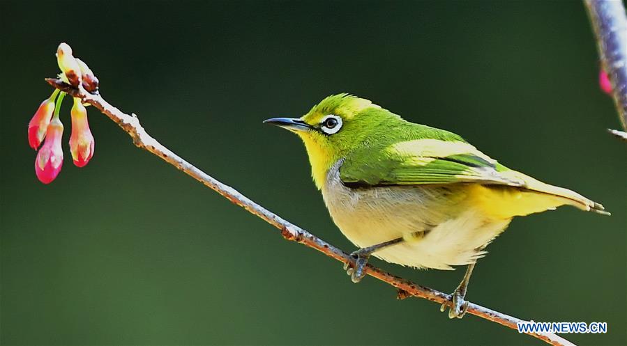 CHINA-FUJIAN-CHEERY BLOSSOM-BIRDS (CN)