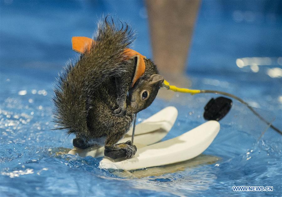 CANADA-TORONTO-SKIING SQUIRREL