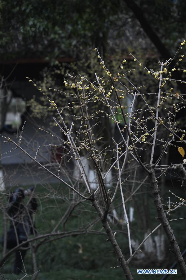 CHINA-HANGZHOU-PLUM BLOSSOMS (CN)