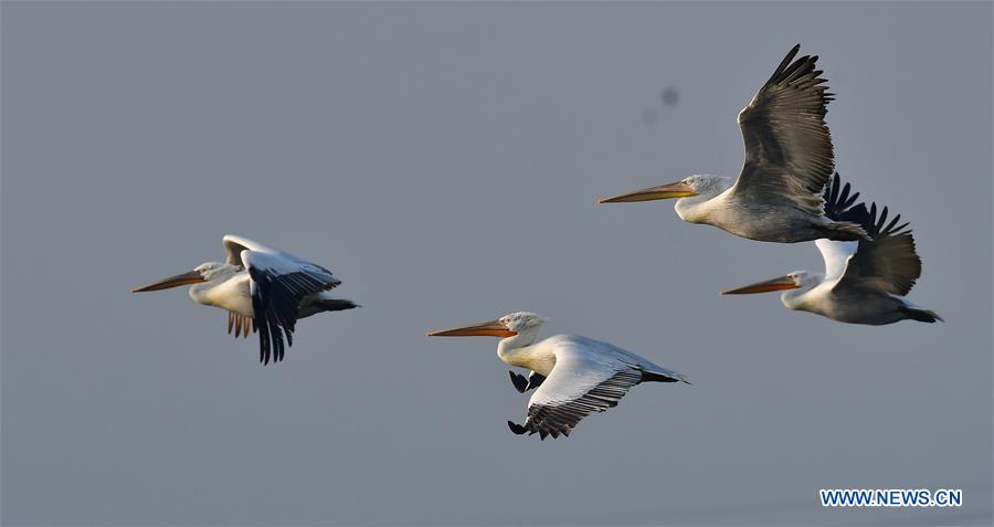 CHINA-FUJIAN-PELICANS-WINTER (CN)