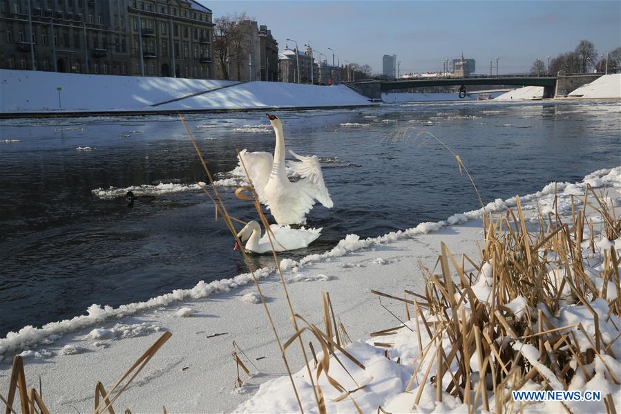 LITHUANIA-VILNIUS-SWAN