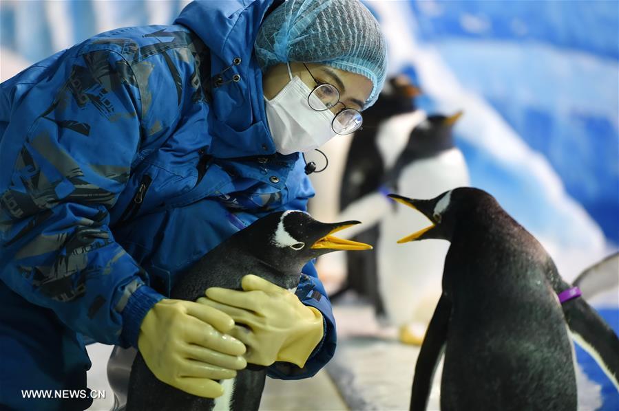 CHINA-HARBIN-PENGUIN (CN)