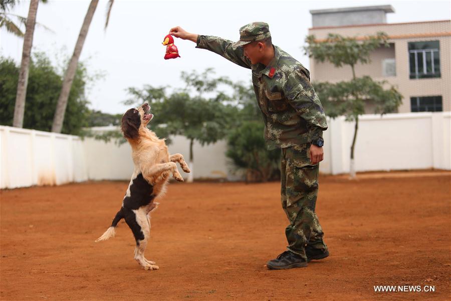 #CHINA-HAINAN-POLICE DOG-SPRING FESTIVAL-YEAR OF DOG(CN)