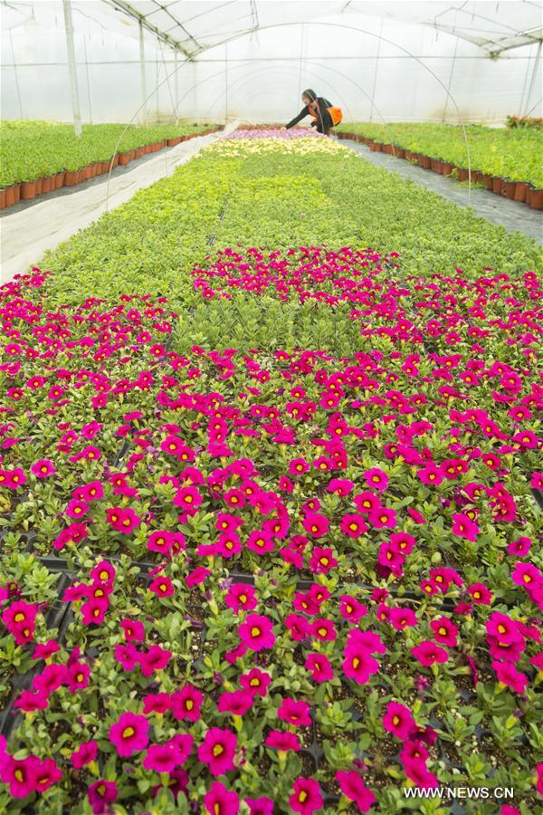 #CHINA-JIANGSU-HAI'AN-FLOWER-INDUSTRY(CN)