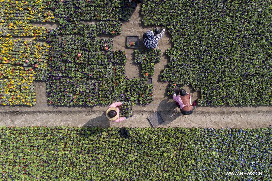 #CHINA-JIANGSU-HAI'AN-FLOWER-INDUSTRY(CN)