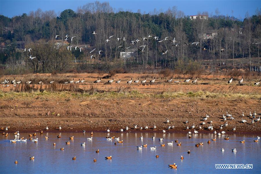 CHINA-YUNNAN-MIGRANT BIRDS (CN)