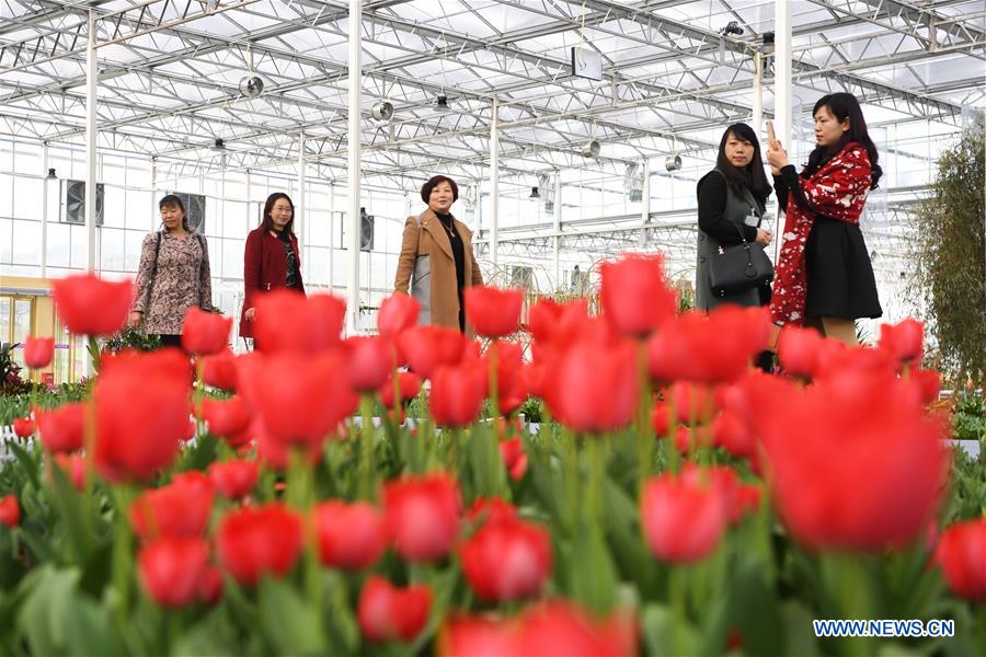 CHINA-CHONGQING-NETHERLANDS-FLOWER-SHOW (CN)