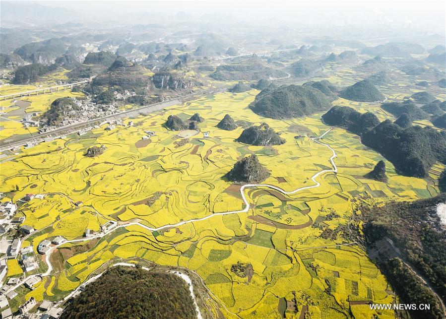 CHINA-GUIZHOU-RAPE FLOWER(CN)