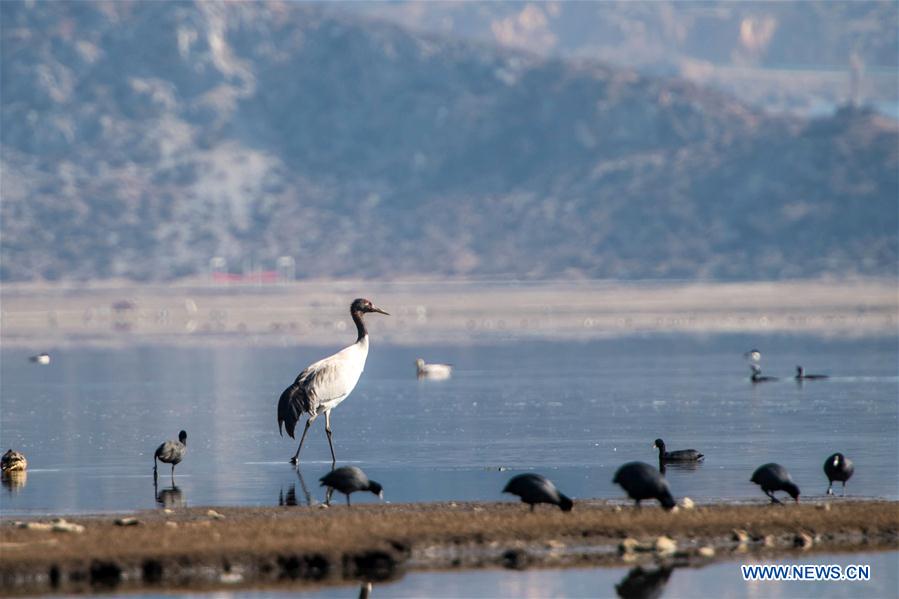 CHINA-YUNNAN-BLACKNECKED CRANE (CN)