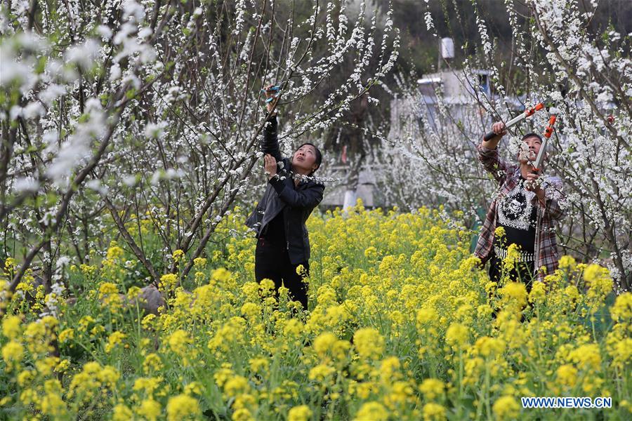 #CHINA-SPRING-FARM WORK (CN)