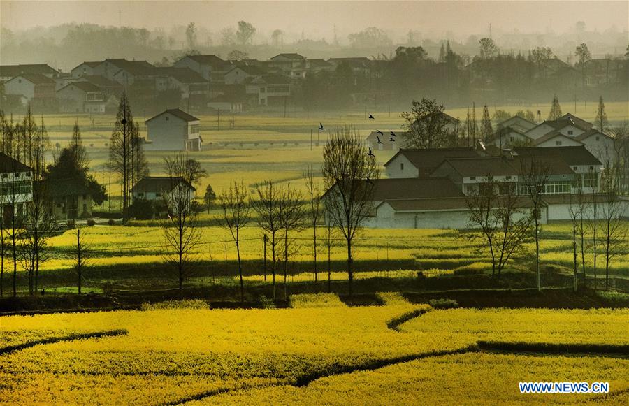 CHINA-SHAANXI-HANZHONG-RAPESEED FLOWER (CN)