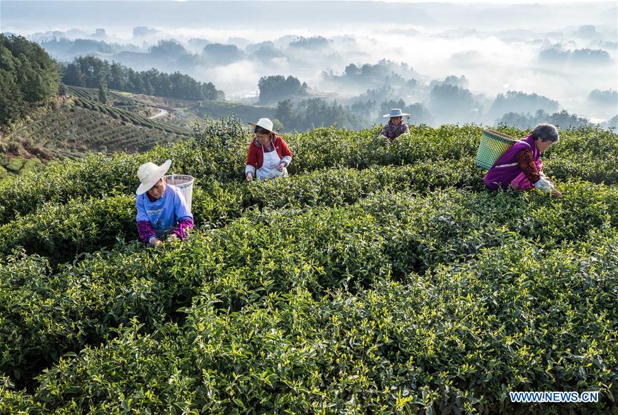 #CHINA-SPRING-TEA GARDEN (CN)