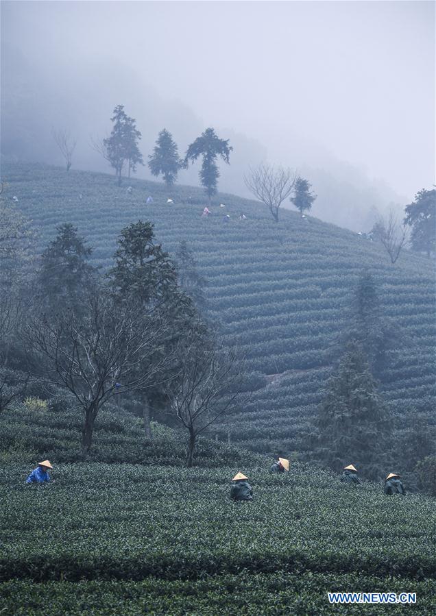 CHINA-HANGZHOU-BASHAN VILLAGE-TEA GARDEN (CN)