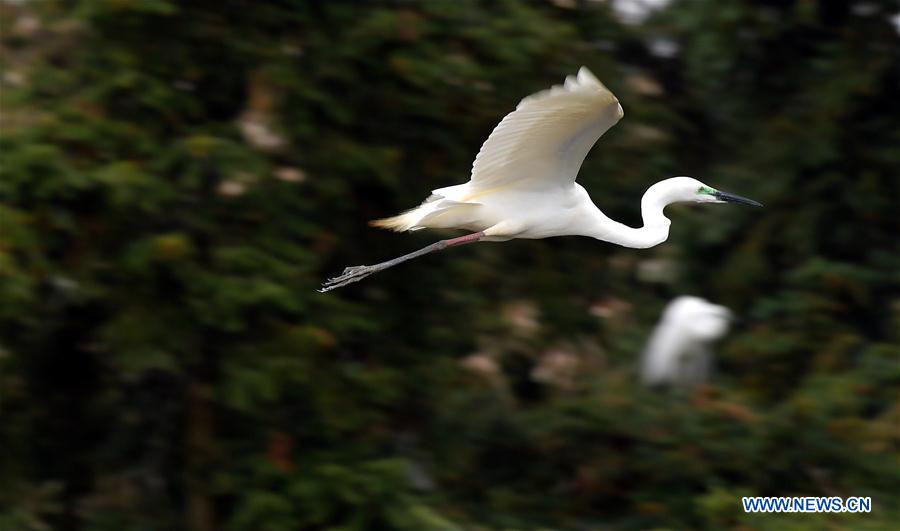 CHINA-JIANGXI-EGRETS (CN)