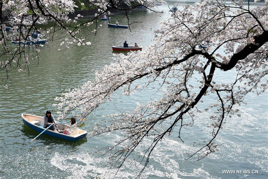 JAPAN-TOKYO-CHERRY BLOSSOMS-PETALS