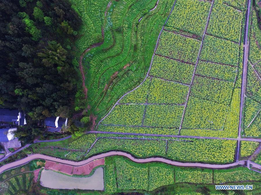 CHINA-CHONGQING-COLE FLOWER(CN)