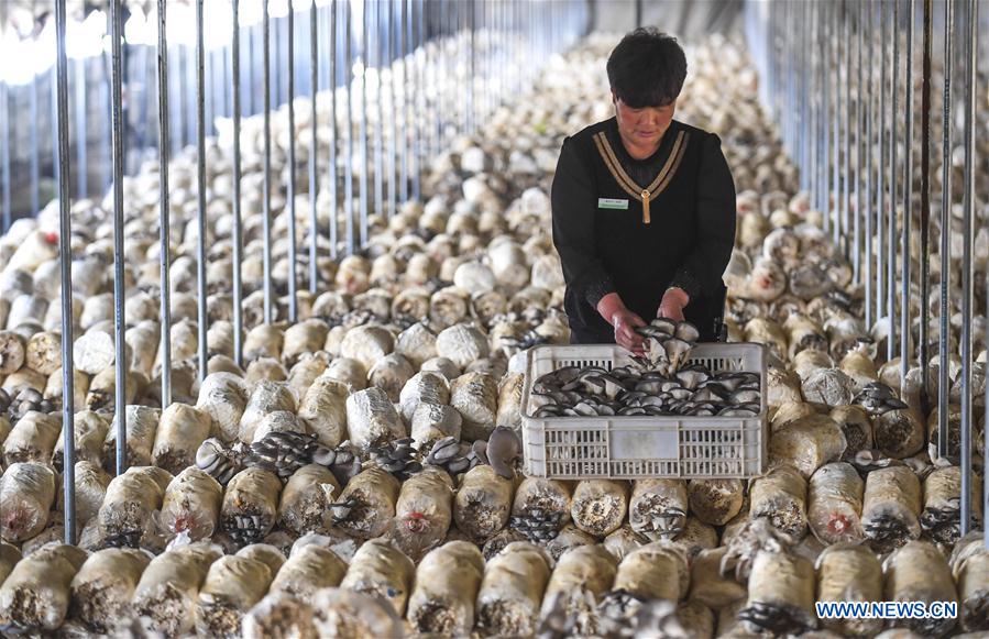 CHINA-HEBEI-AGRICULTURE-MUSHROOM (CN)