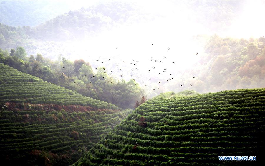 #CHINA-SPRING-TEA GARDEN (CN)