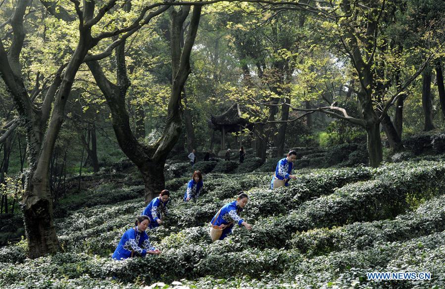 #CHINA-SPRING-TEA GARDEN (CN)