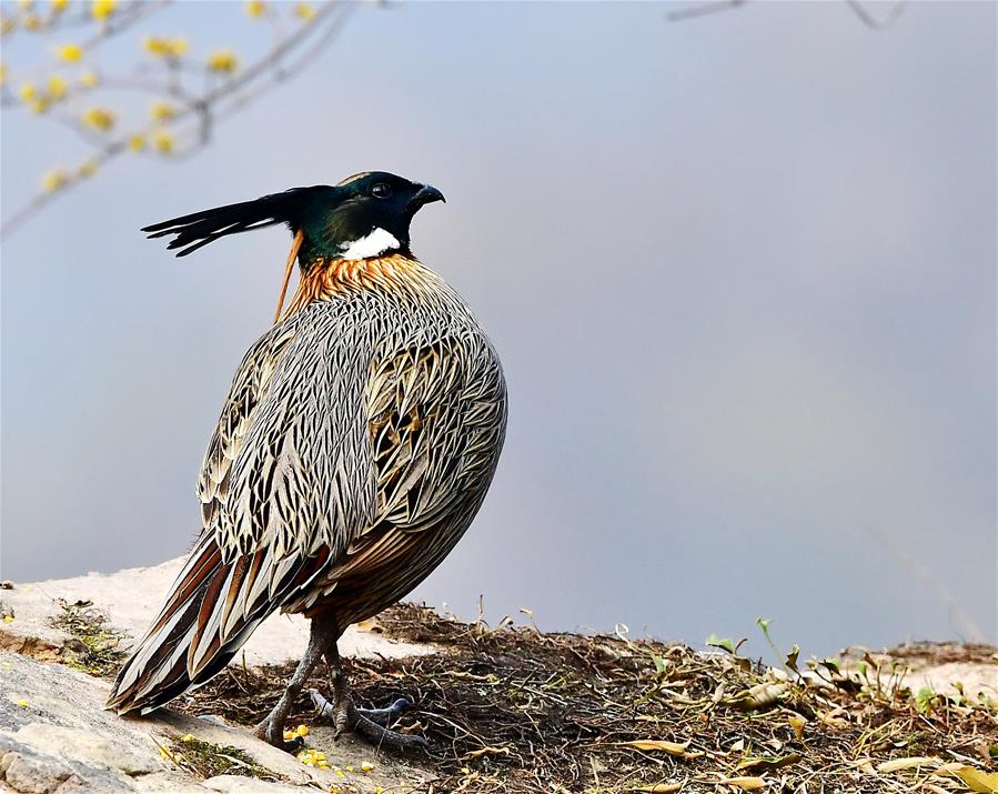 CHINA-SPRING-BIRDS (CN)