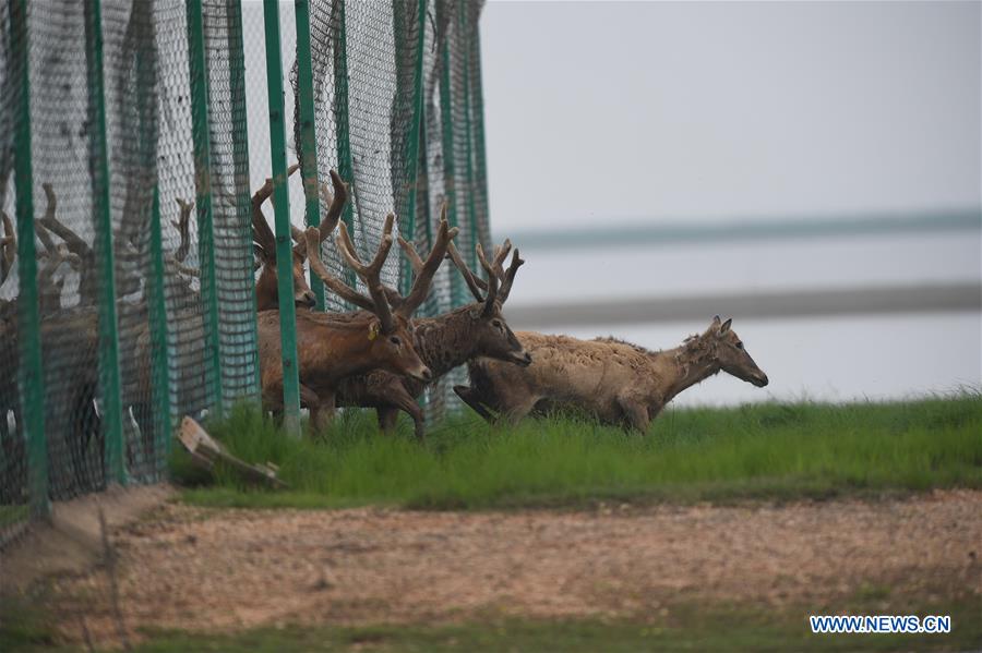 CHINA-WETLAND-WILDLIFE-MILU DEER (CN)