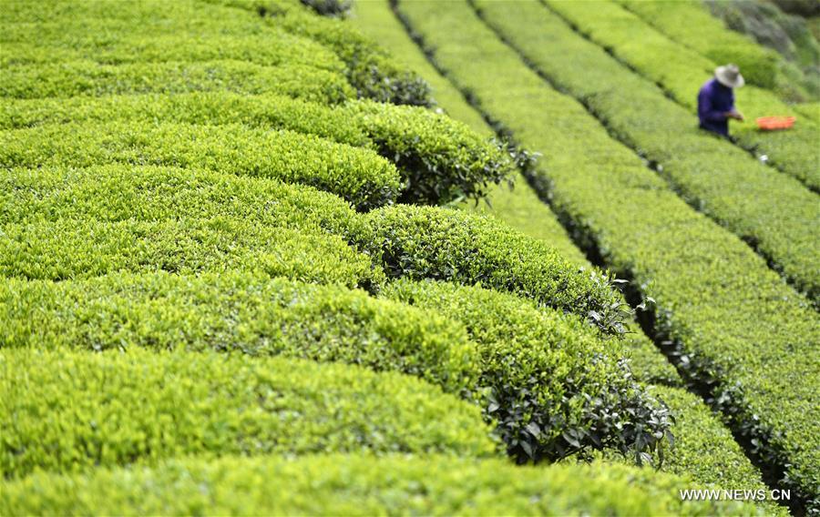 #CHINA-SPRING-TEA GARDEN-HARVEST (CN)