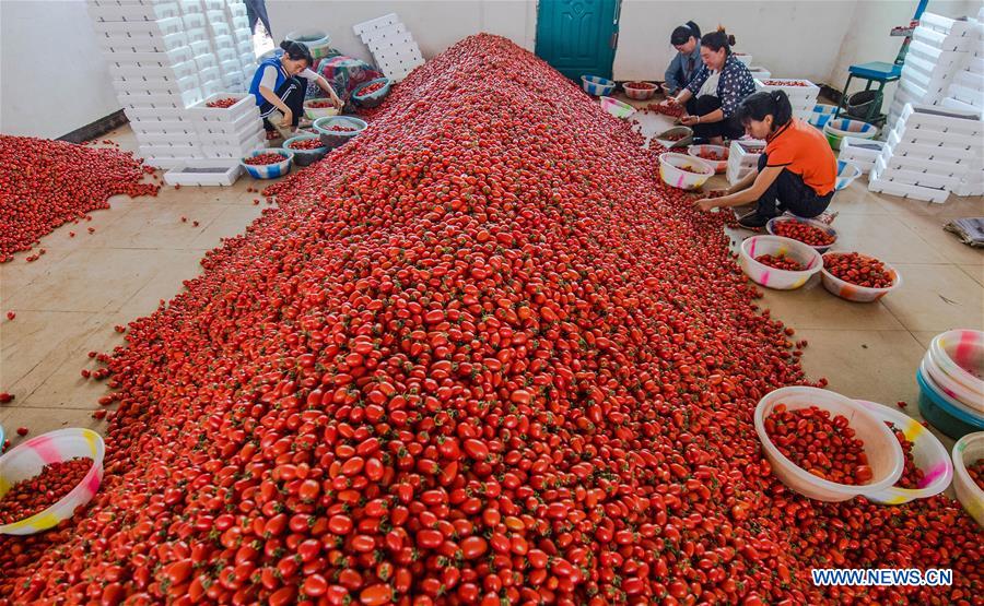 CHINA-YUNNAN-YUANMOU-AGRICULTURE(CN)