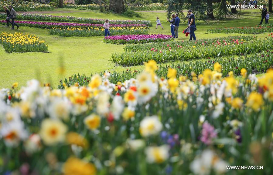 BELGIUM-BRUSSELS-SPRING-FLOWER-DALIYLIFE