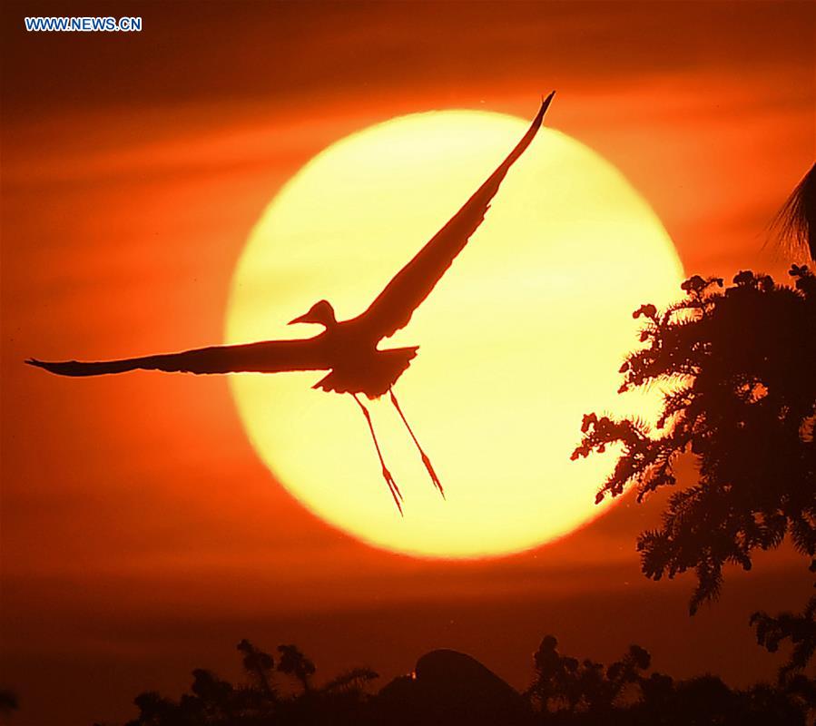 CHINA-JIANGXI-NANCHANG-EGRETS (CN)