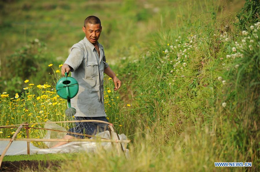 CHINA-GUYU-FARM WORK(CN)