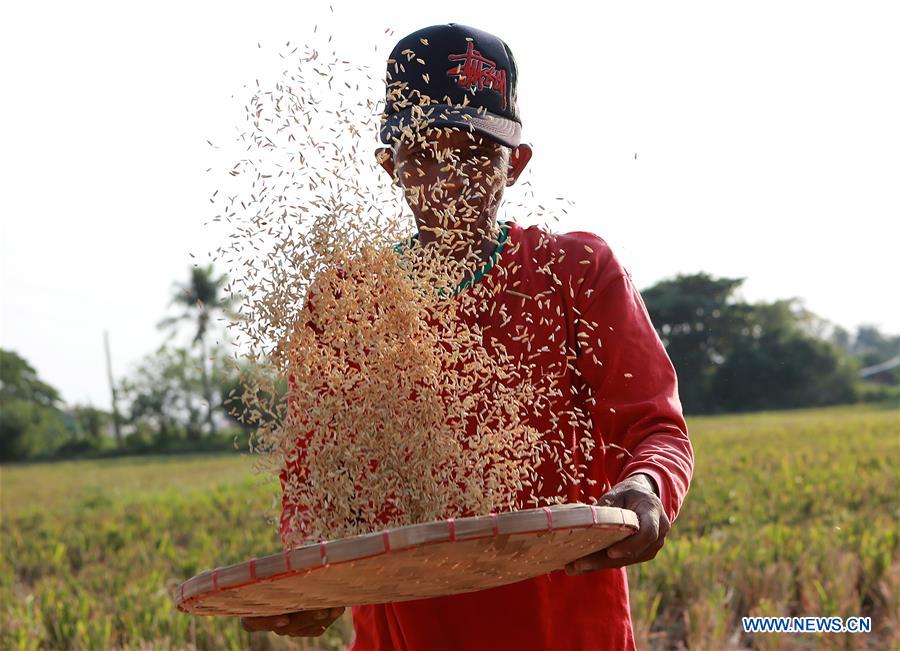 PHILIPPINES-BULACAN PROVINCE-DAILY LIFE-FARMING