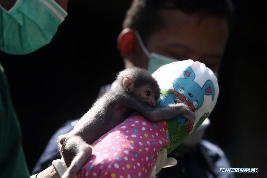 INDONESIA-WEST JAVA-BABY GIBBON