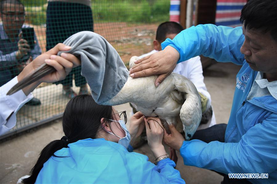 CHINA-WILDLIFE PROTECTION-BABY CRANE (CN)