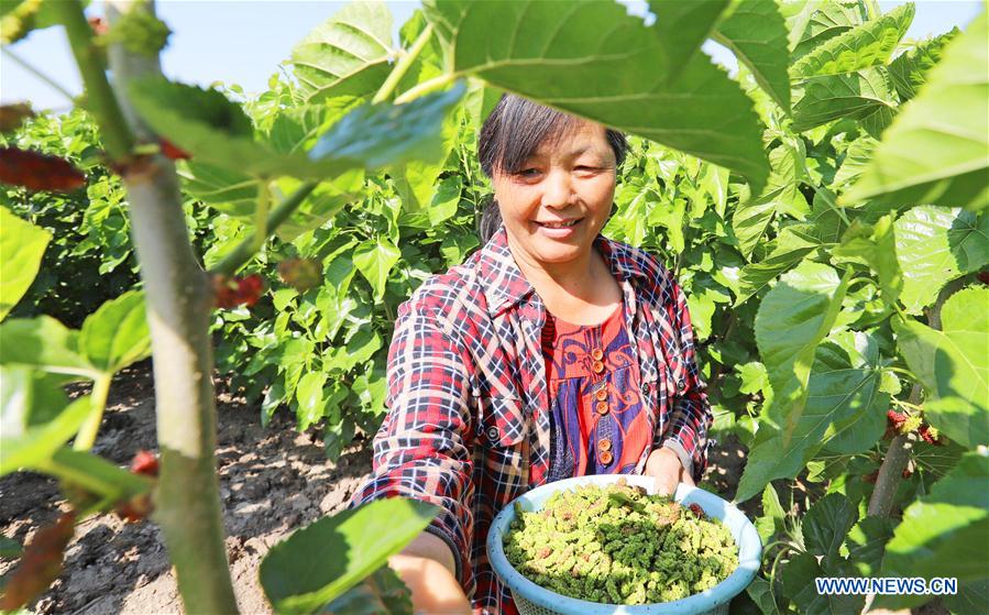 #CHINA-JIANGSU-AGRICULTURE-MULBERRY-HARVEST (CN)