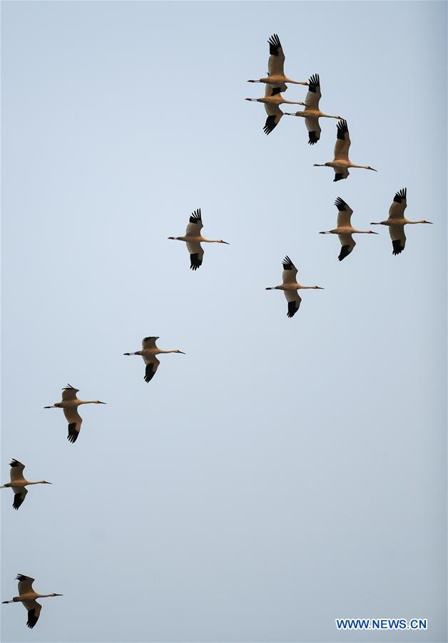 CHINA-JILIN-CRANE-MIGRATION (CN)