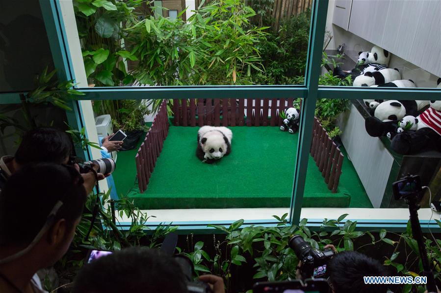 MALAYSIA-KUALA LUMPUR-CHINA-GIANT PANDA CUB-DEBUT