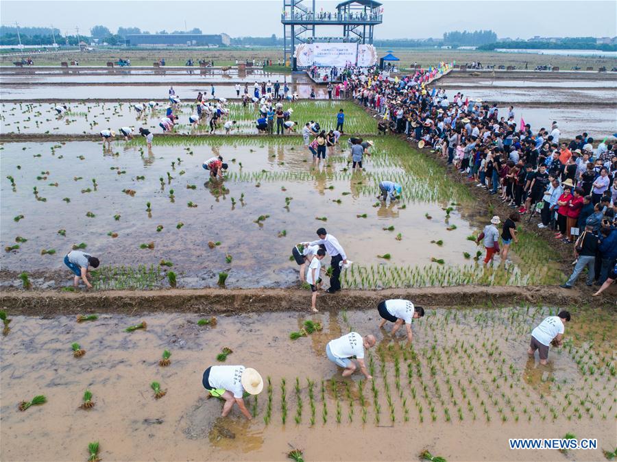 CHINA-ZHEJIANG-RICE TRANSPLANTING GAME (CN)