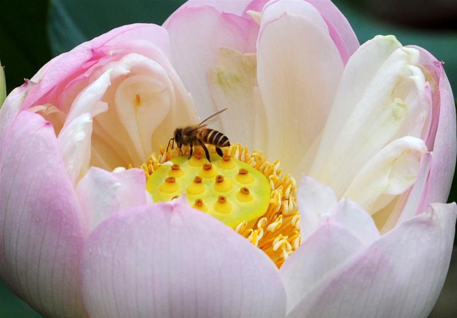 #CHINA-LOTUS FLOWER (CN)