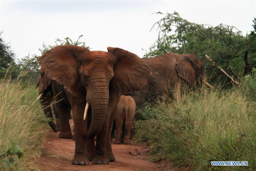 RWANDA-AKAGERA NATIONAL PARK-WILDLIFE