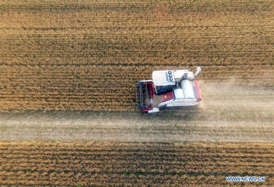 #CHINA-SHANDONG-ZIBO-WHEAT HARVEST (CN) 