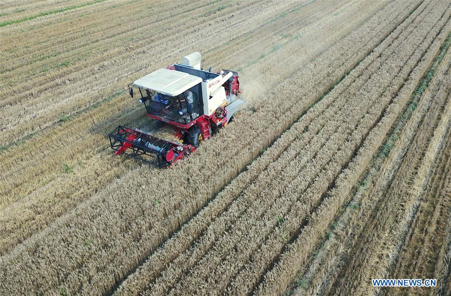 CHINA-HEBEI-WHEAT HARVEST (CN)