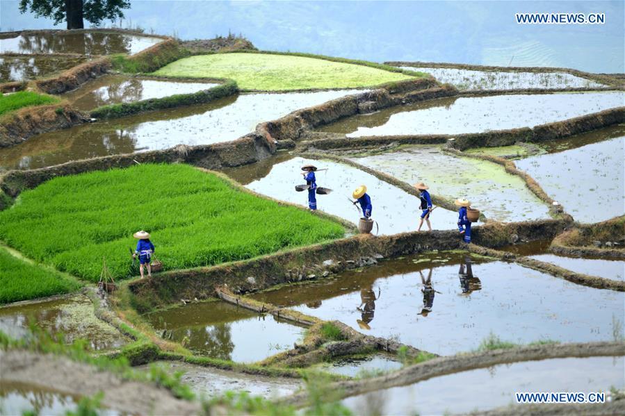 #CHINA-GUANGXI-LONGSHENG-TERRACED FIELD (CN)