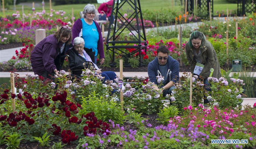 CANADA-BURLINGTON-ROYAL BOTANICAL GARDENS-ROSE GARDEN