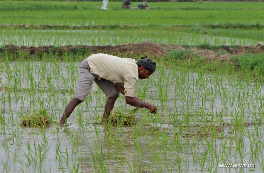 INDIAN-CONTROLLED KASHMIR-RICE SAPLINGS-PLANTING