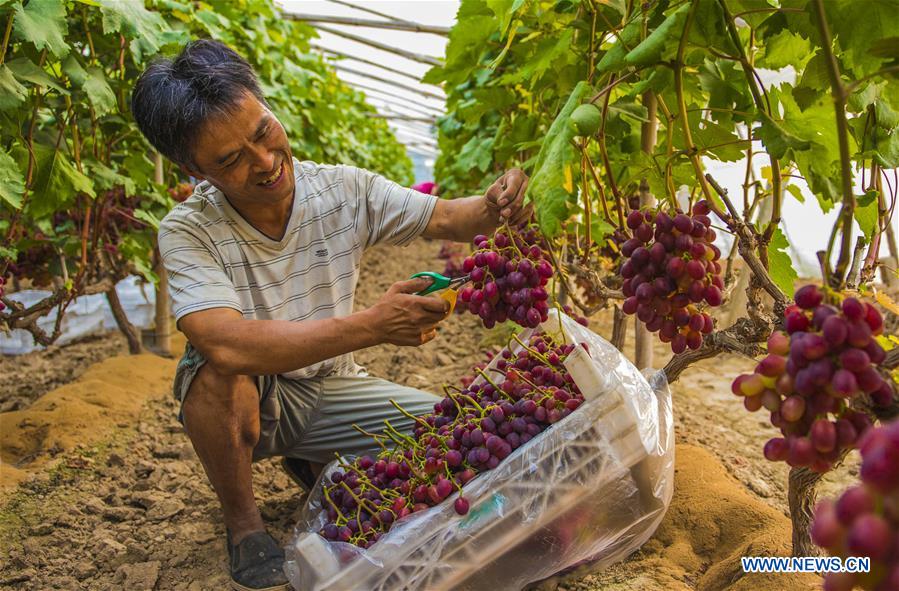 CHINA-HEBEI-GRAPE GROWERS (CN)